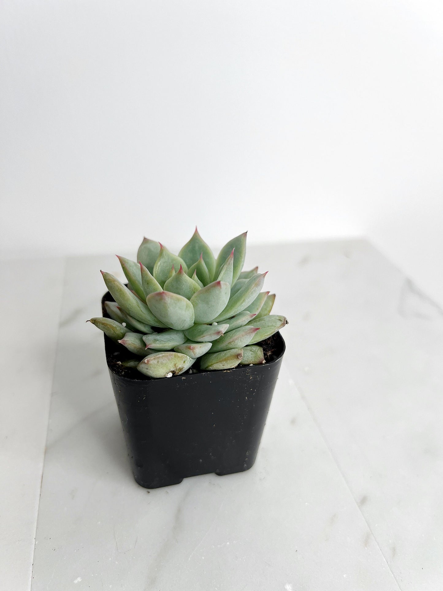 Succulent Live 2" Mini Potted Plant for Indoor Echeveria Pulidonis Home Office Decor House Wedding Baby Shower Party Favors Gifts for Her