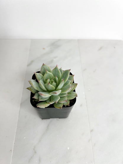 Succulent Live 2" Mini Potted Plant for Indoor Echeveria Pulidonis Home Office Decor House Wedding Baby Shower Party Favors Gifts for Her
