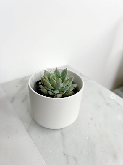 Succulent Live 2" Mini Potted Plant for Indoor Echeveria Pulidonis Home Office Decor House Wedding Baby Shower Party Favors Gifts for Her