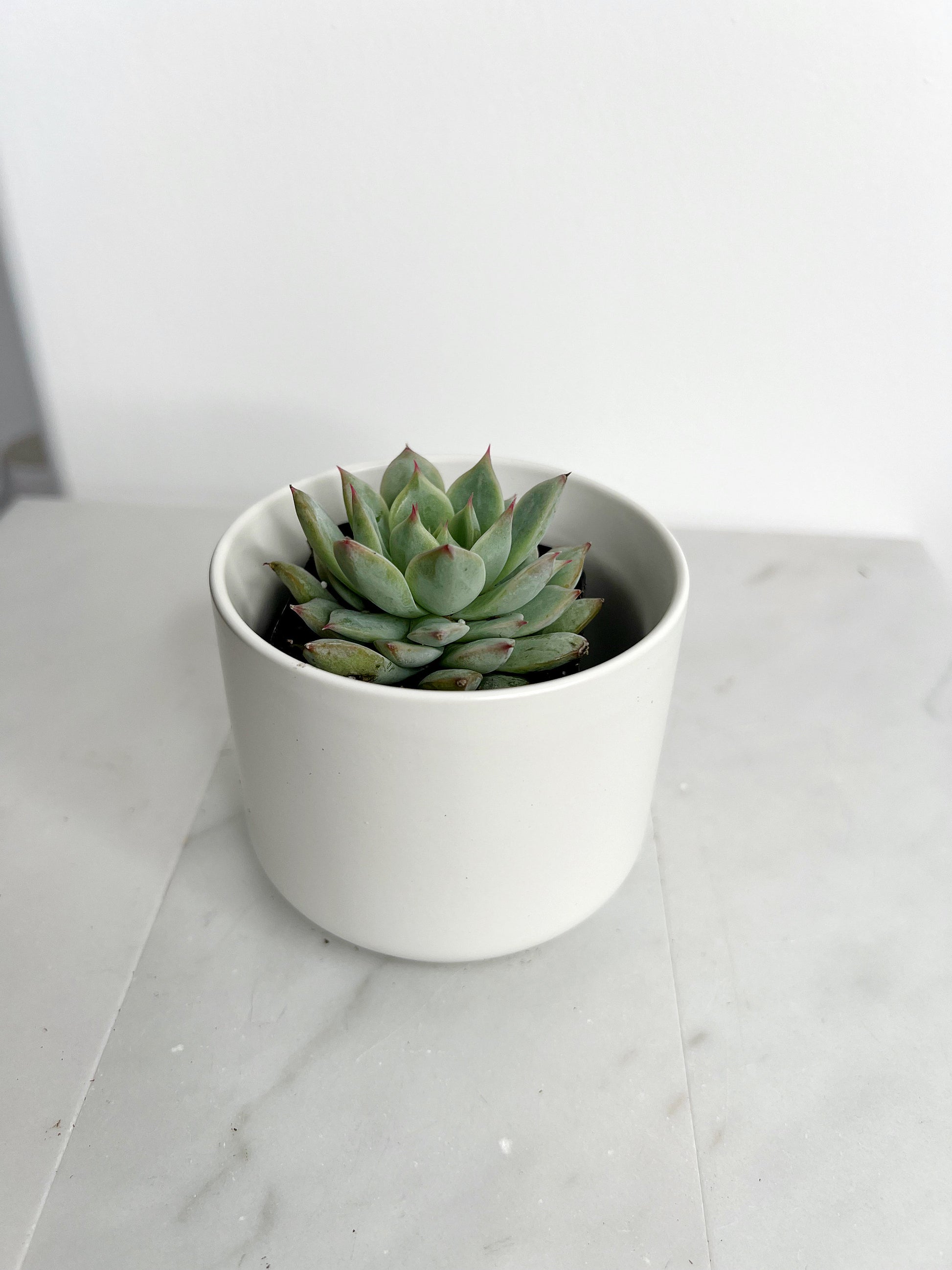 Succulent Live 2" Mini Potted Plant for Indoor Echeveria Pulidonis Home Office Decor House Wedding Baby Shower Party Favors Gifts for Her