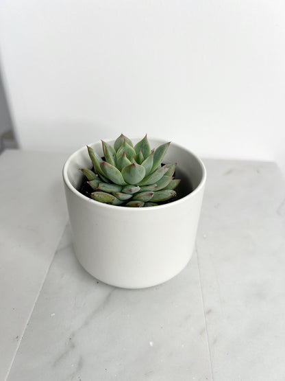 Succulent Live 2" Mini Potted Plant for Indoor Echeveria Pulidonis Home Office Decor House Wedding Baby Shower Party Favors Gifts for Her