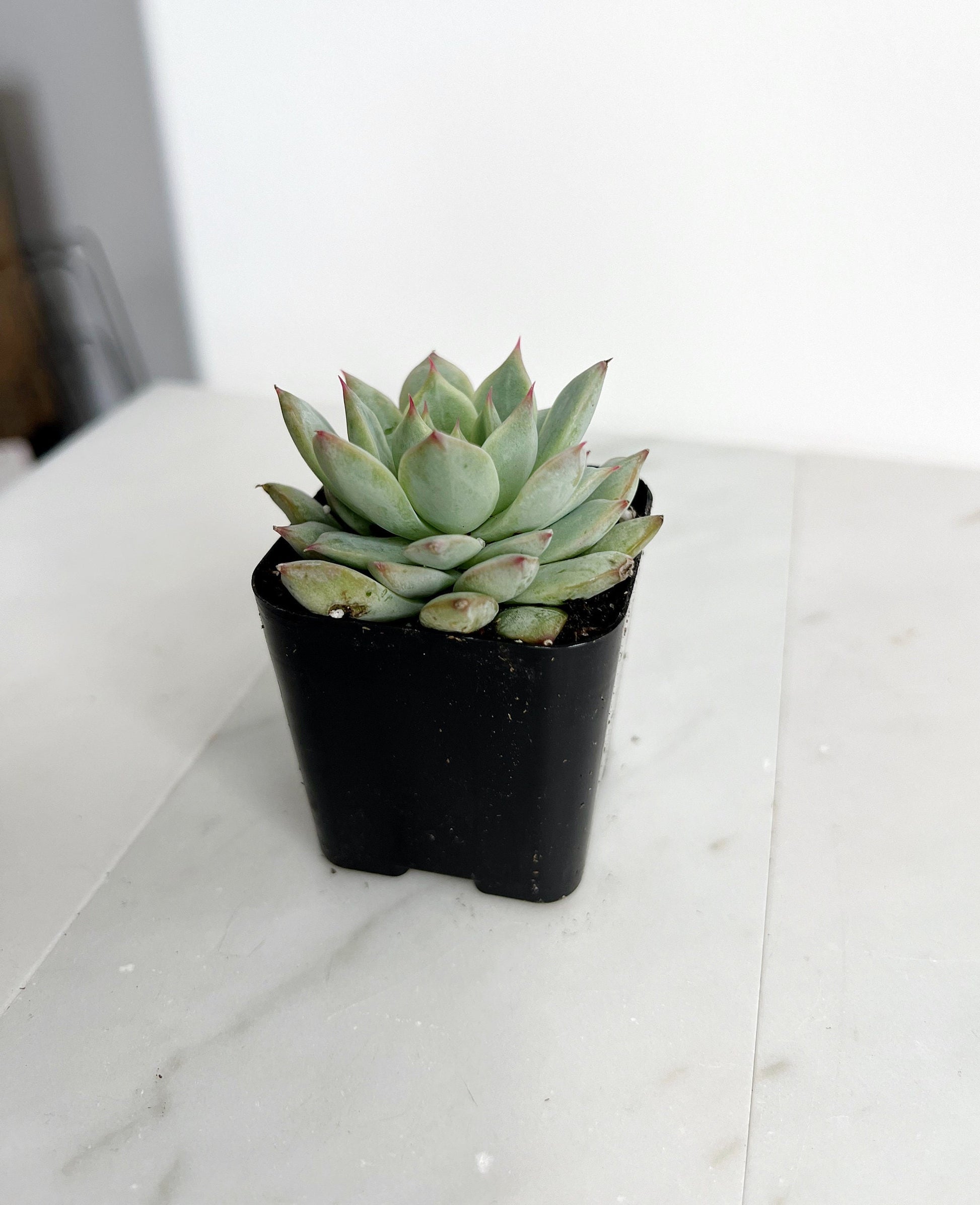 Succulent Live 2" Mini Potted Plant for Indoor Echeveria Pulidonis Home Office Decor House Wedding Baby Shower Party Favors Gifts for Her