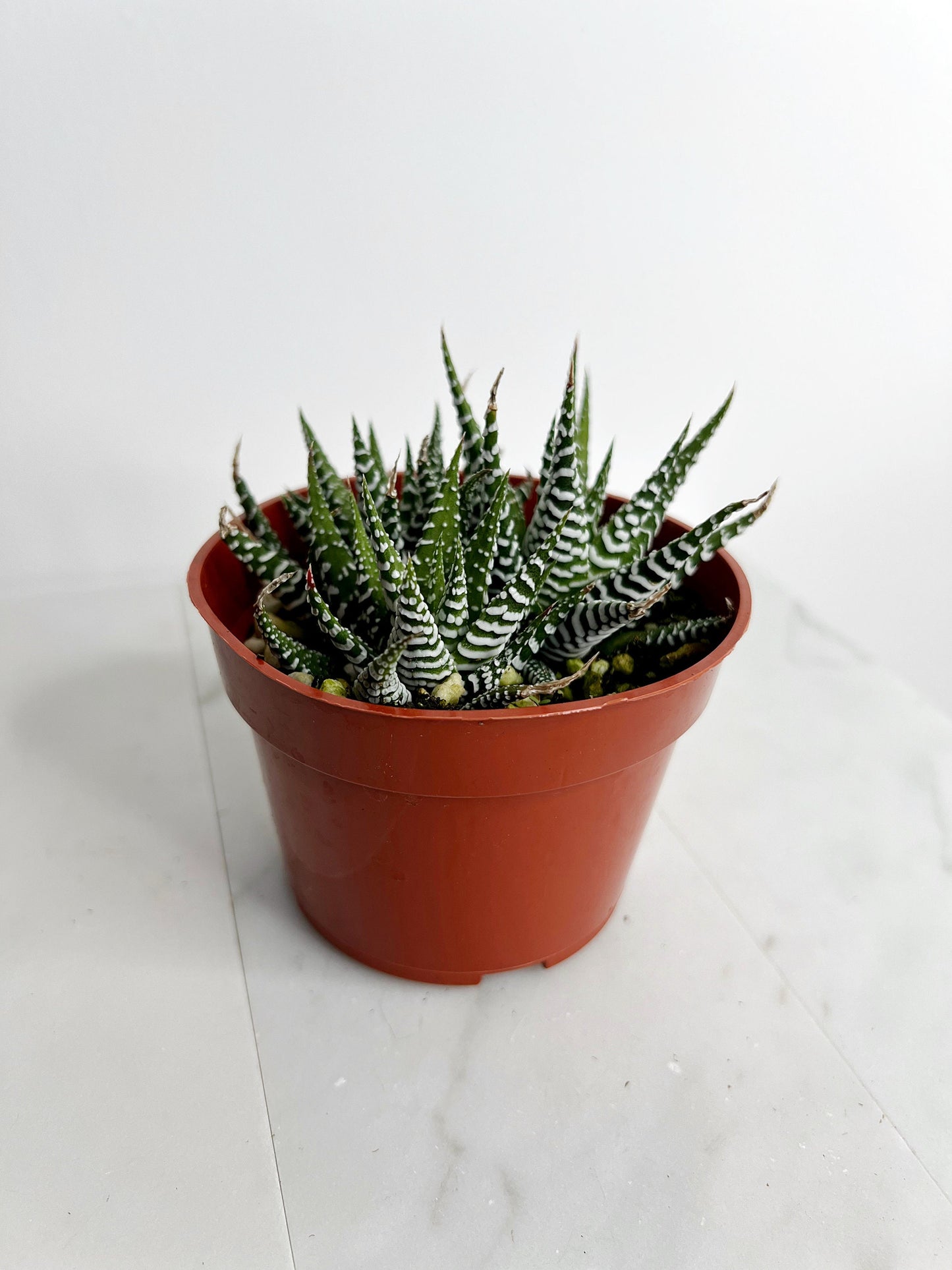 Zebra Haworthia "Zebra Plant" Succulent Plant Potted Plant for Indoor Home Office Decor House Wedding Baby Shower Party Favors Gifts for Her