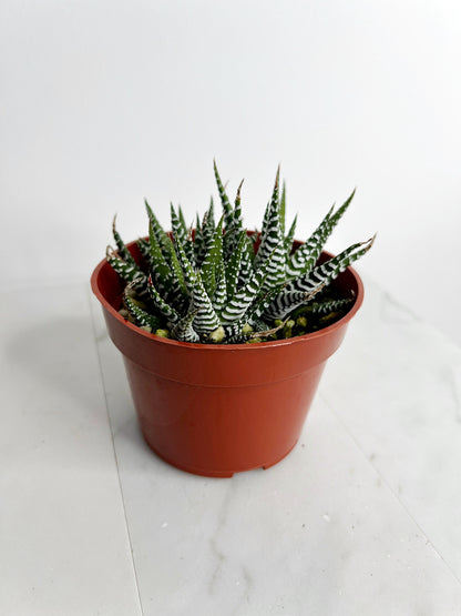 Zebra Haworthia "Zebra Plant" Succulent Plant Potted Plant for Indoor Home Office Decor House Wedding Baby Shower Party Favors Gifts for Her