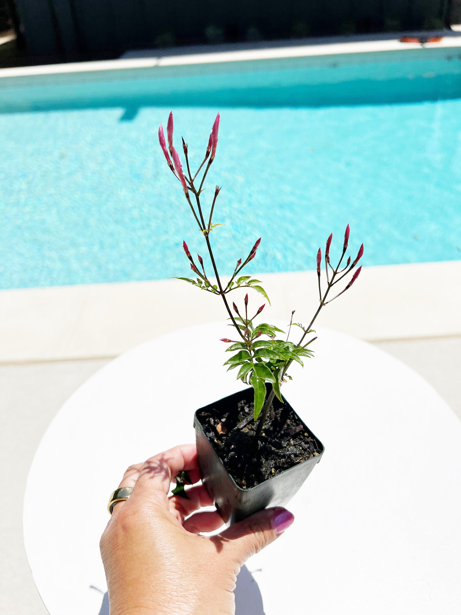 Mini Pink Jasmine Vine Outdoor Plant Pink Flower Indoor Plant Starter Jasminum Polyanthum Fragrant Flower Jasmine Pink Houseplant Live Plant