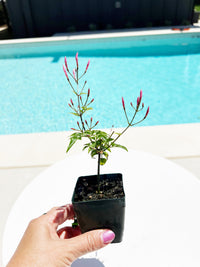 Mini Pink Jasmine Vine Outdoor Plant Pink Flower Indoor Plant Starter Jasminum Polyanthum Fragrant Flower Jasmine Pink Houseplant Live Plant