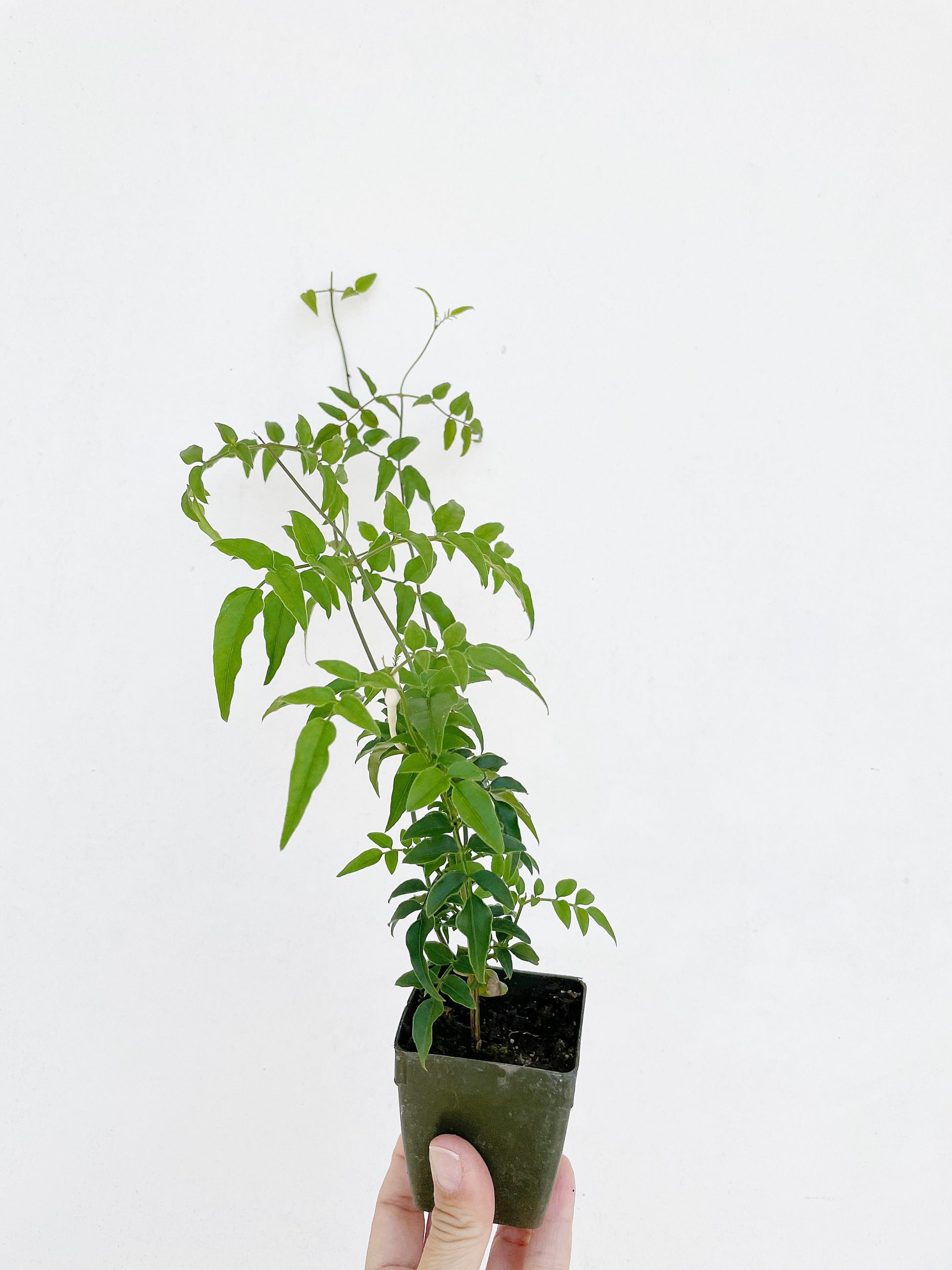 Mini Pink Jasmine Vine Outdoor Plant Pink Flower Indoor Plant Starter Jasminum Polyanthum Fragrant Flower Jasmine Pink Houseplant Live Plant