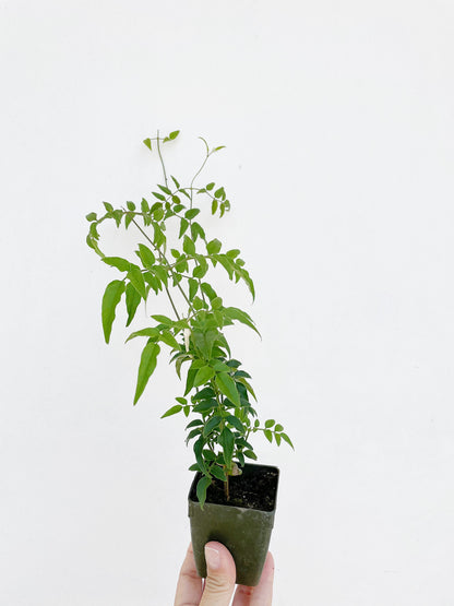 Mini Pink Jasmine Vine Outdoor Plant Pink Flower Indoor Plant Starter Jasminum Polyanthum Fragrant Flower Jasmine Pink Houseplant Live Plant