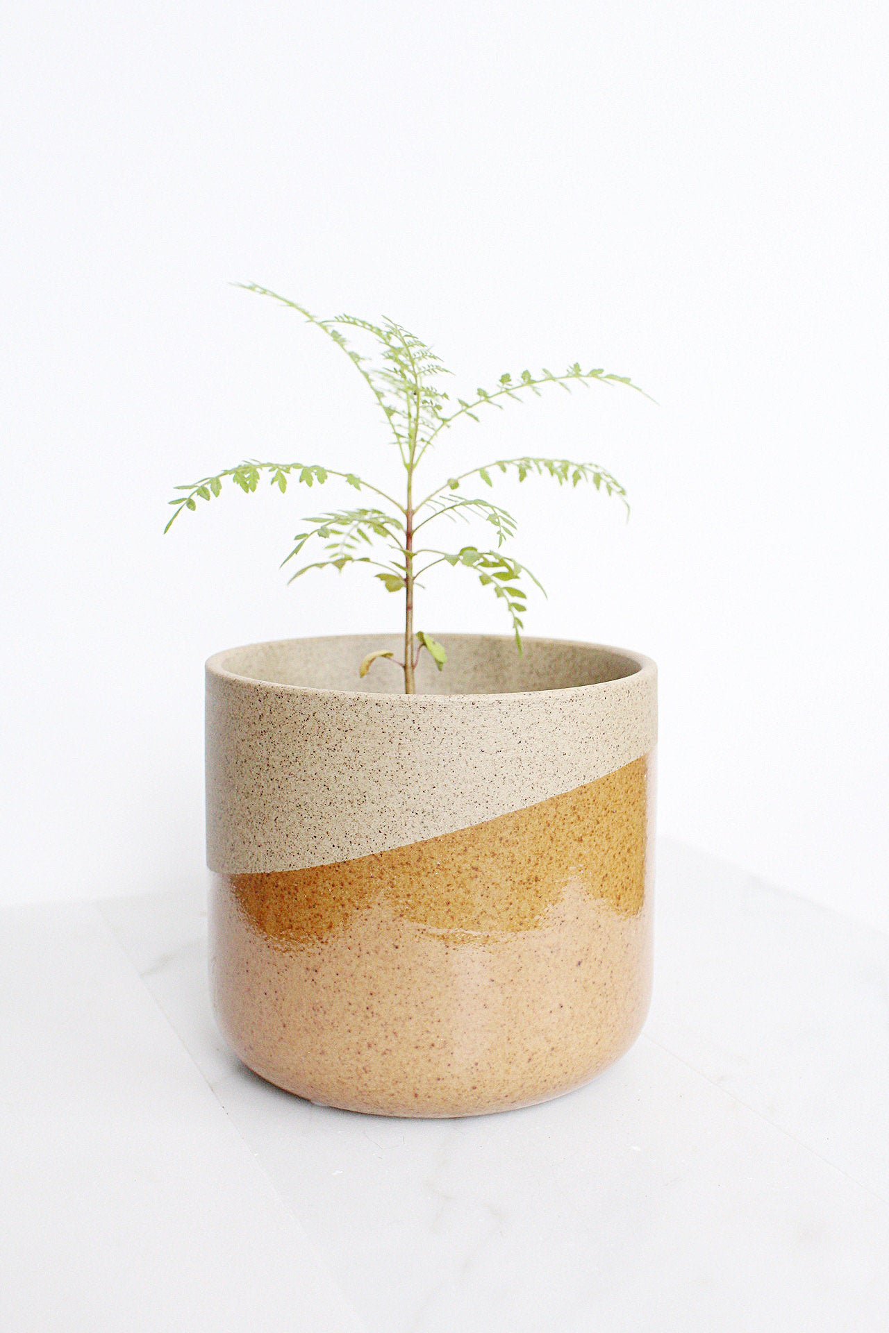 Blue Purple Flower Jacaranda Tree Jacaranda Mimosifolia Live Tree Bonsai Starter Tree Brazilian Purple Flower Tree Plant Dedication Tree