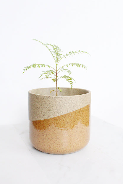 Blue Purple Flower Jacaranda Tree Jacaranda Mimosifolia Live Tree Bonsai Starter Tree Brazilian Purple Flower Tree Plant Dedication Tree