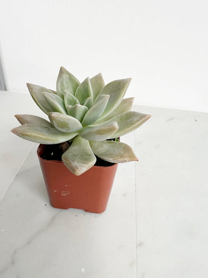 Succulent Plant 2" Mini Potted Succulents for Indoor Ghost Plant Home Office Decor House Wedding Baby Shower Party Favors Gifts for Her Live Succulent 2.5-inch - Wedding Baby Shower Party Favors and Gifts for Her