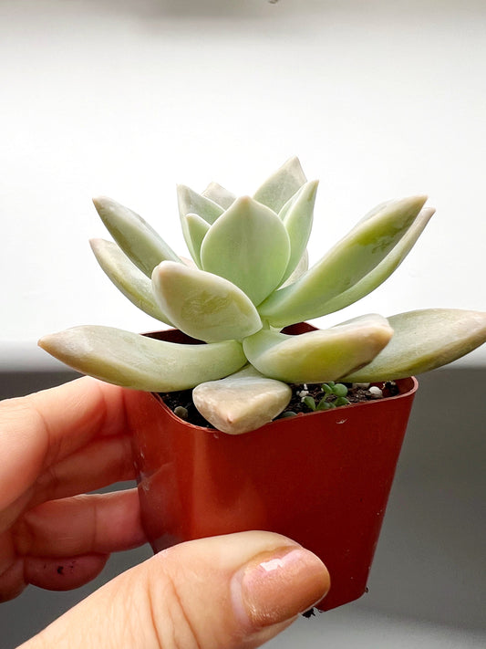 Succulent Plant 2" Mini Potted Succulents for Indoor Ghost Plant Home Office Decor House Wedding Baby Shower Party Favors Gifts for Her Live Succulent 2.5-inch - Wedding Baby Shower Party Favors and Gifts for Her