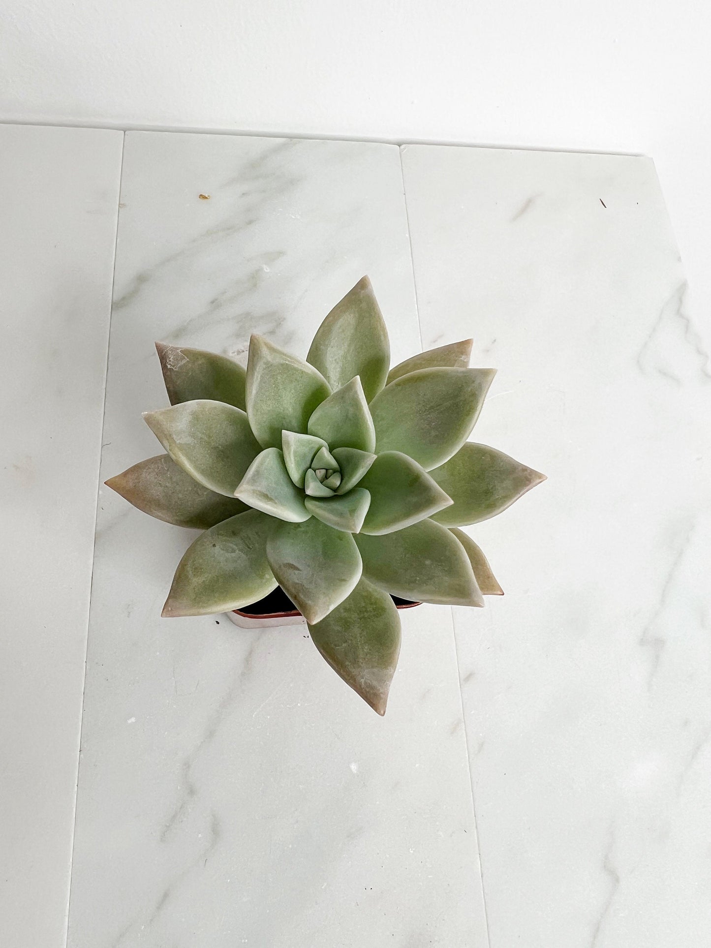 Succulent Plant 2" Mini Potted Succulents for Indoor Ghost Plant Home Office Decor House Wedding Baby Shower Party Favors Gifts for Her Live Succulent 2.5-inch - Wedding Baby Shower Party Favors and Gifts for Her