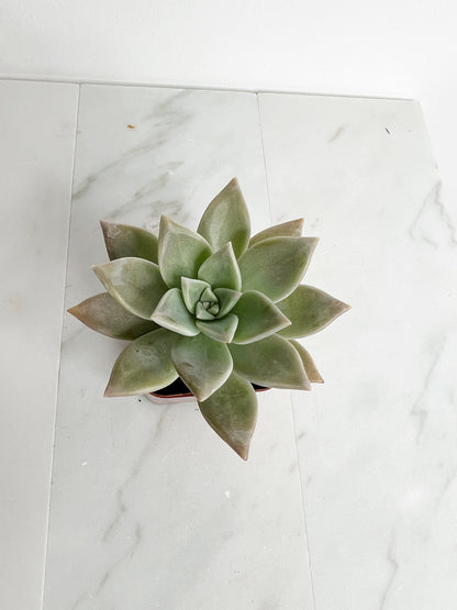 Succulent Plant 2" Mini Potted Succulents for Indoor Ghost Plant Home Office Decor House Wedding Baby Shower Party Favors Gifts for Her Live Succulent 2.5-inch - Wedding Baby Shower Party Favors and Gifts for Her