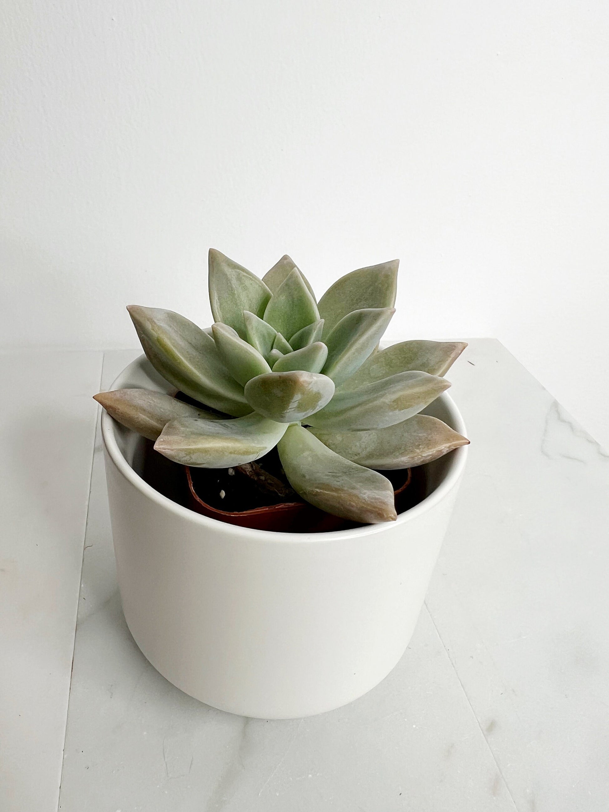 Succulent Plant 2" Mini Potted Succulents for Indoor Ghost Plant Home Office Decor House Wedding Baby Shower Party Favors Gifts for Her Live Succulent 2.5-inch - Wedding Baby Shower Party Favors and Gifts for Her
