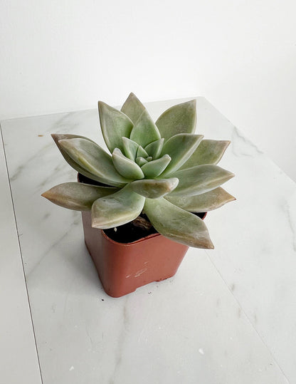 Succulent Plant 2" Mini Potted Succulents for Indoor Ghost Plant Home Office Decor House Wedding Baby Shower Party Favors Gifts for Her Live Succulent 2.5-inch - Wedding Baby Shower Party Favors and Gifts for Her