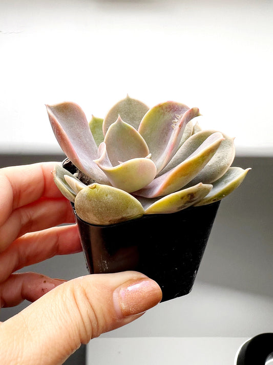 Live 2" Mini Potted Succulent Plant for Indoor Echeveria lilacina Home Office Decor House Wedding Baby Shower Party Favors Gifts for Her Mini Potted Succulents - Ideal for Wedding Baby Shower Party Favor