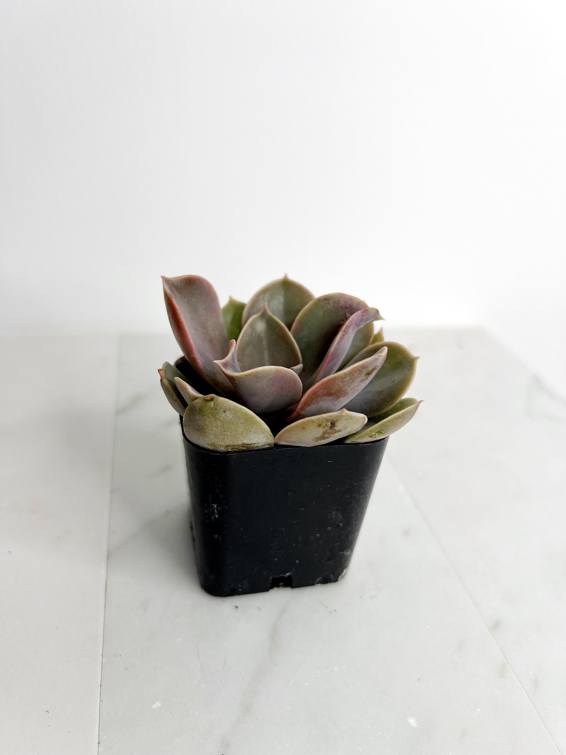 Live 2" Mini Potted Succulent Plant for Indoor Echeveria lilacina Home Office Decor House Wedding Baby Shower Party Favors Gifts for Her Mini Potted Succulents - Ideal for Wedding Baby Shower Party Favor