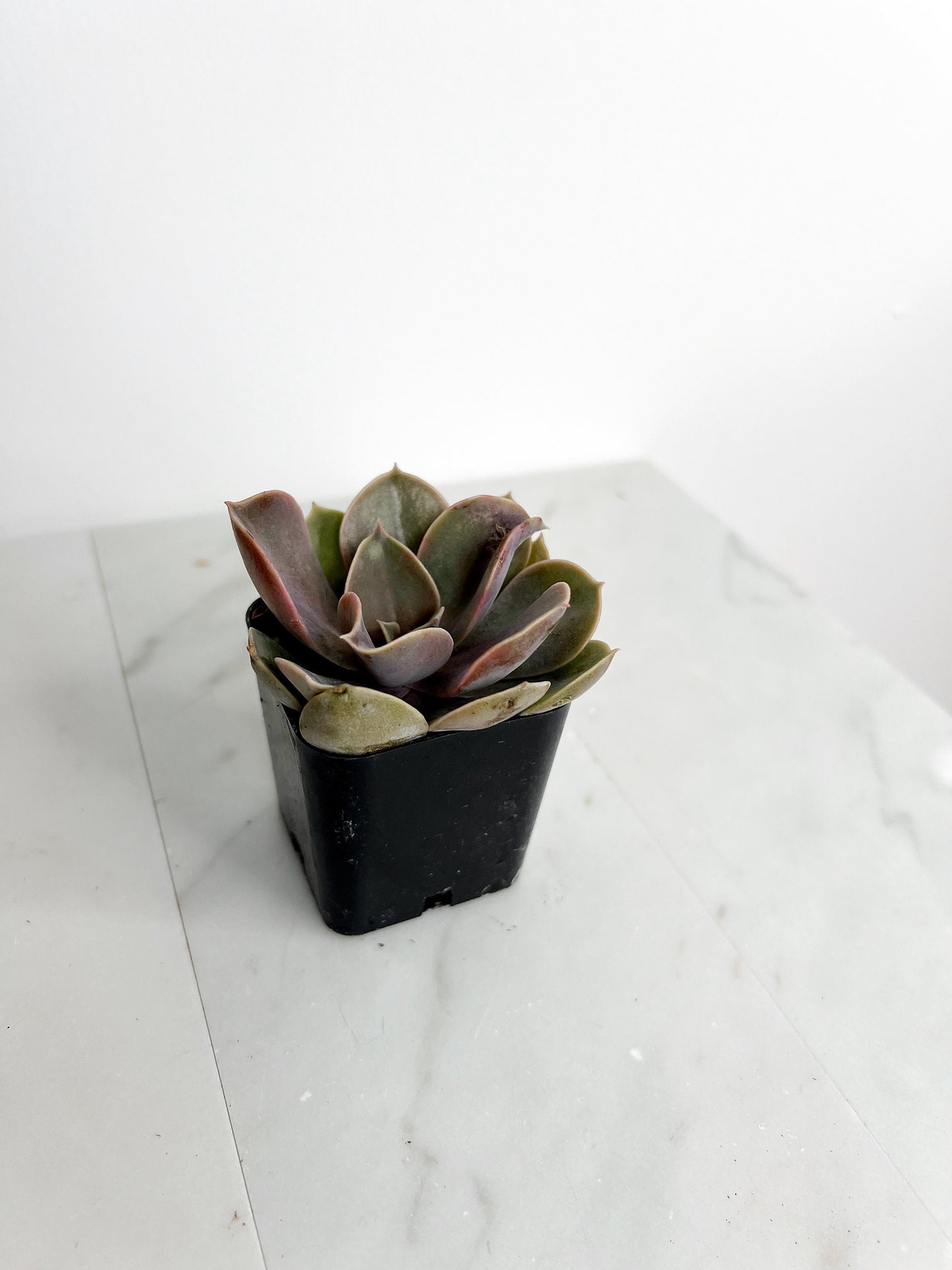 Live 2" Mini Potted Succulent Plant for Indoor Echeveria lilacina Home Office Decor House Wedding Baby Shower Party Favors Gifts for Her Mini Potted Succulents - Ideal for Wedding Baby Shower Party Favor