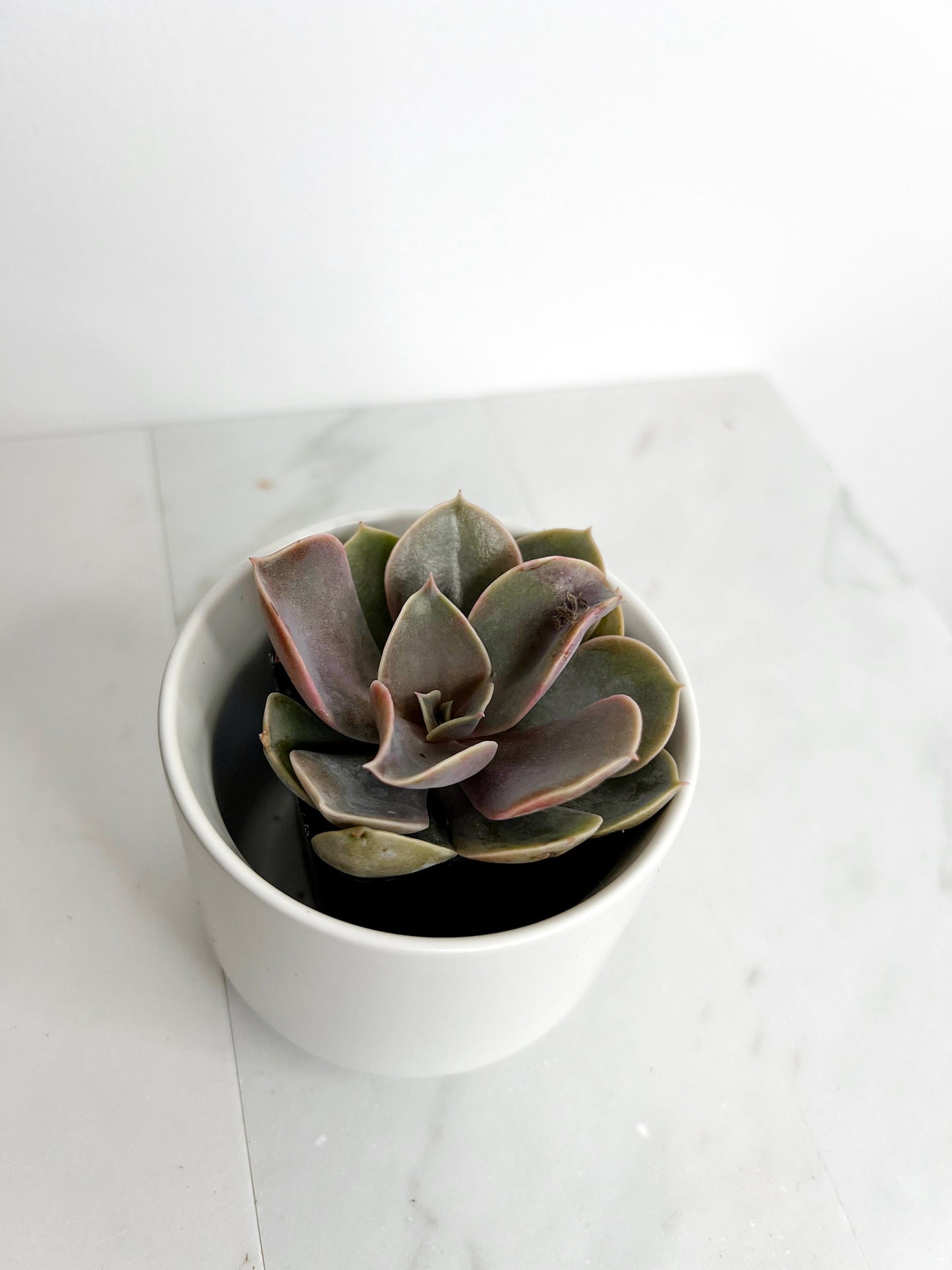 Live 2" Mini Potted Succulent Plant for Indoor Echeveria lilacina Home Office Decor House Wedding Baby Shower Party Favors Gifts for Her Mini Potted Succulents - Ideal for Wedding Baby Shower Party Favor