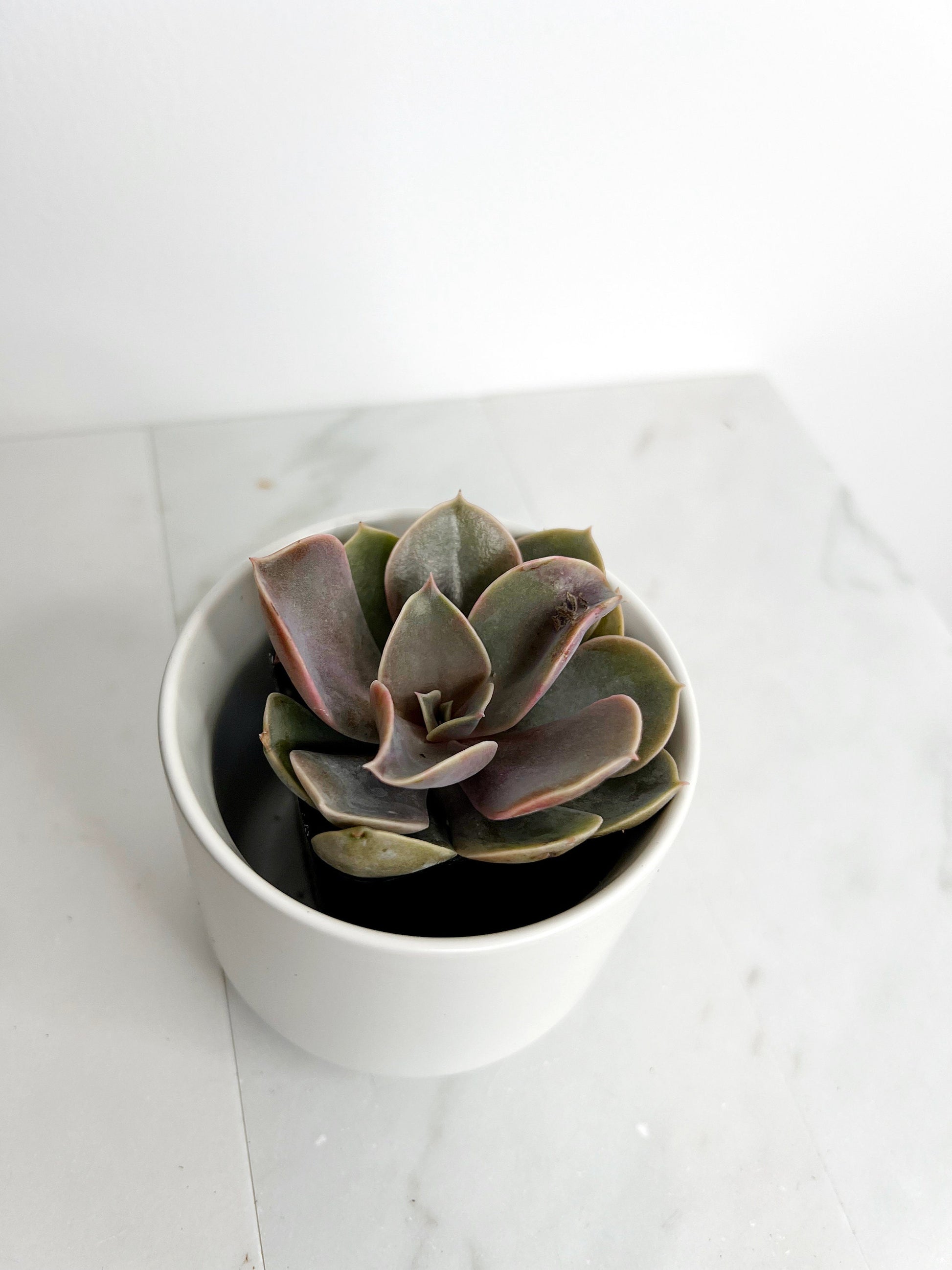 Live 2" Mini Potted Succulent Plant for Indoor Echeveria lilacina Home Office Decor House Wedding Baby Shower Party Favors Gifts for Her Mini Potted Succulents - Ideal for Wedding Baby Shower Party Favor