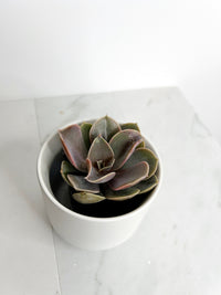 Live 2" Mini Potted Succulent Plant for Indoor Echeveria lilacina Home Office Decor House Wedding Baby Shower Party Favors Gifts for Her Mini Potted Succulents - Ideal for Wedding Baby Shower Party Favor