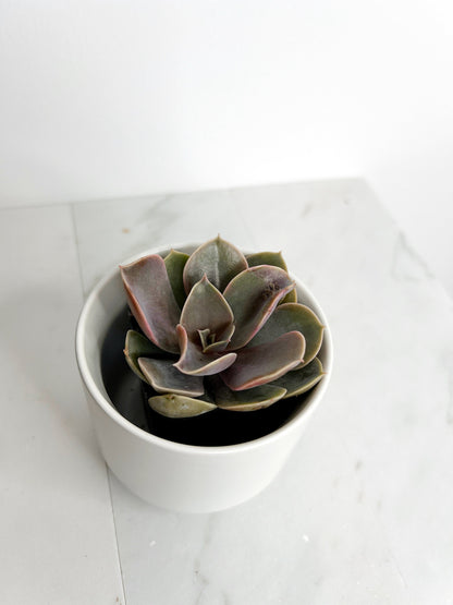 Live 2" Mini Potted Succulent Plant for Indoor Echeveria lilacina Home Office Decor House Wedding Baby Shower Party Favors Gifts for Her Mini Potted Succulents - Ideal for Wedding Baby Shower Party Favor