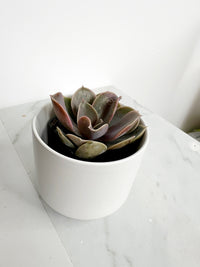 Live 2" Mini Potted Succulent Plant for Indoor Echeveria lilacina Home Office Decor House Wedding Baby Shower Party Favors Gifts for Her Mini Potted Succulents - Ideal for Wedding Baby Shower Party Favor