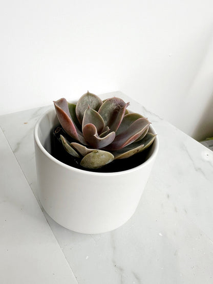 Live 2" Mini Potted Succulent Plant for Indoor Echeveria lilacina Home Office Decor House Wedding Baby Shower Party Favors Gifts for Her Mini Potted Succulents - Ideal for Wedding Baby Shower Party Favor