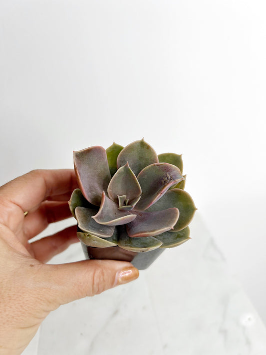 Live 2" Mini Potted Succulent Plant for Indoor Echeveria lilacina Home Office Decor House Wedding Baby Shower Party Favors Gifts for Her Mini Potted Succulents - Ideal for Wedding Baby Shower Party Favor