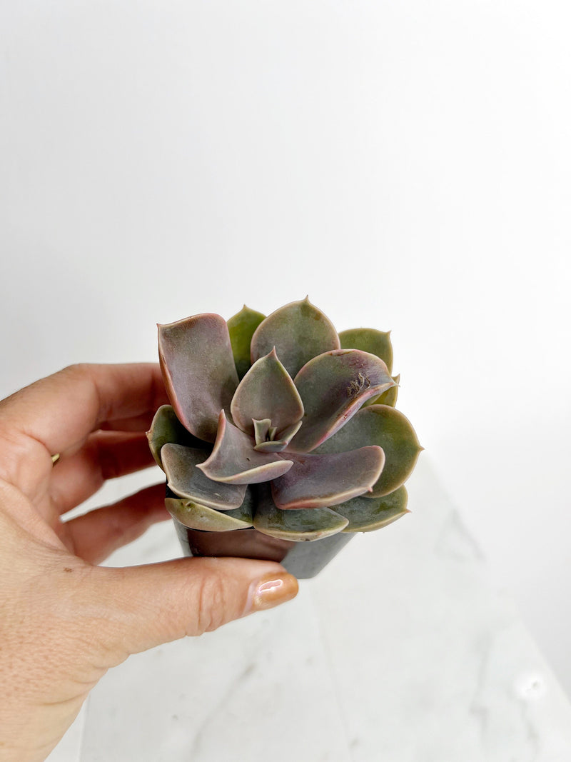 Live 2" Mini Potted Succulent Plant for Indoor Echeveria lilacina Home Office Decor House Wedding Baby Shower Party Favors Gifts for Her Mini Potted Succulents - Ideal for Wedding Baby Shower Party Favor