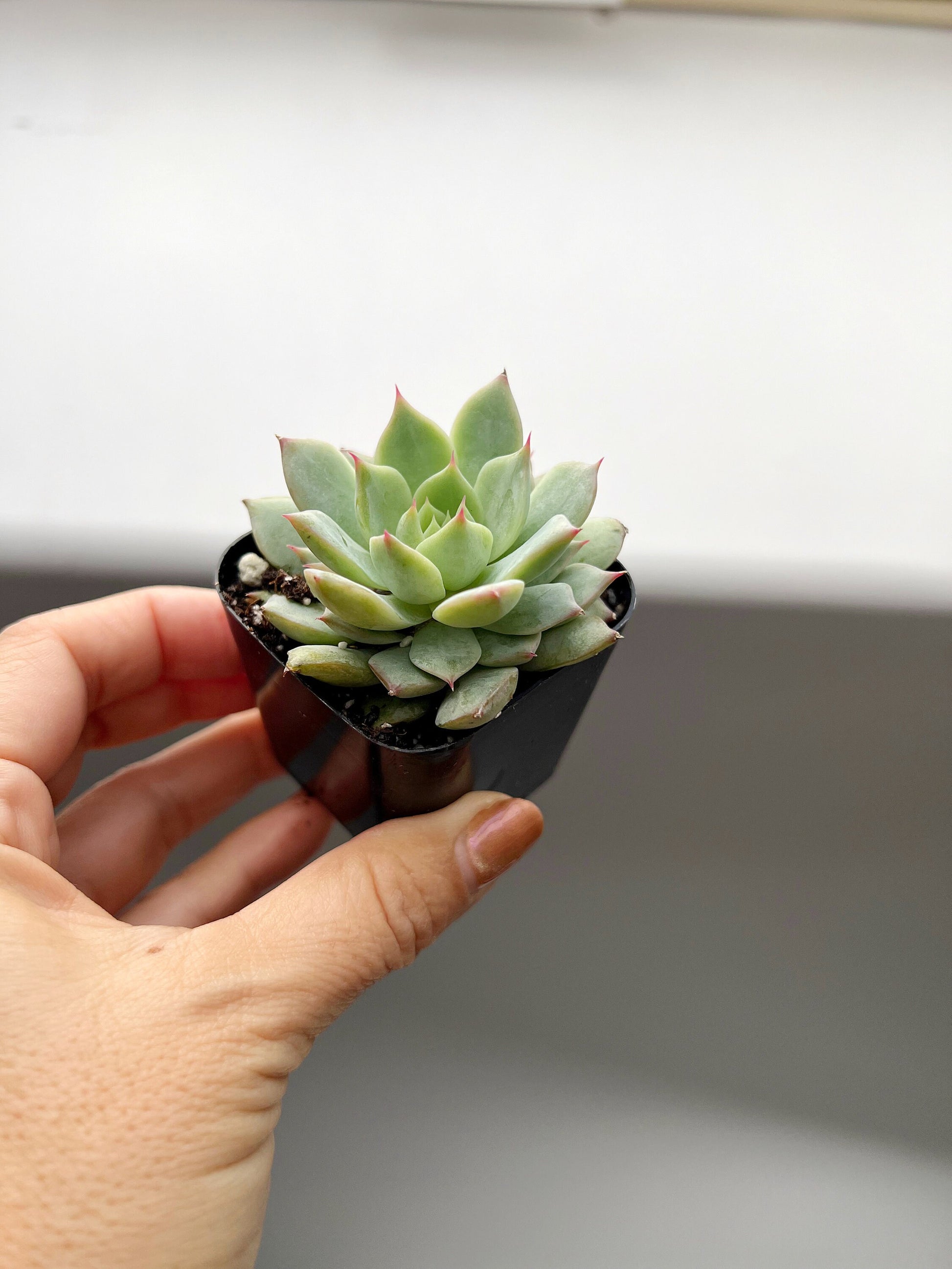 Succulent Live 2" Mini Potted Plant for Indoor Echeveria Pulidonis Home Office Decor House Wedding Baby Shower Party Favors Gifts for Her