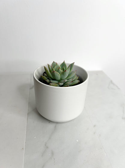 Succulent Live 2" Mini Potted Plant for Indoor Echeveria Pulidonis Home Office Decor House Wedding Baby Shower Party Favors Gifts for Her