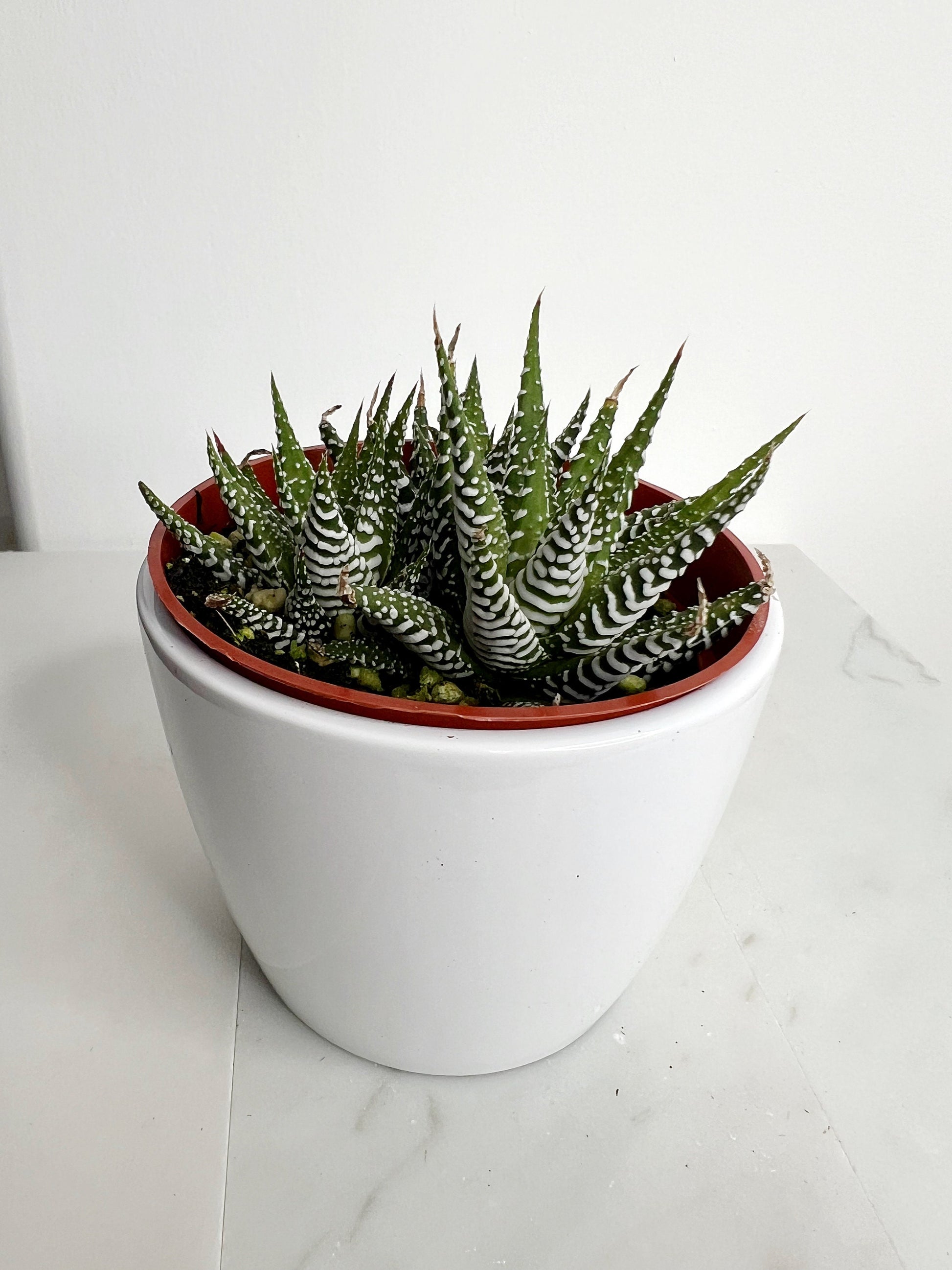 Zebra Haworthia "Zebra Plant" Succulent Plant Potted Plant for Indoor Home Office Decor House Wedding Baby Shower Party Favors Gifts for Her