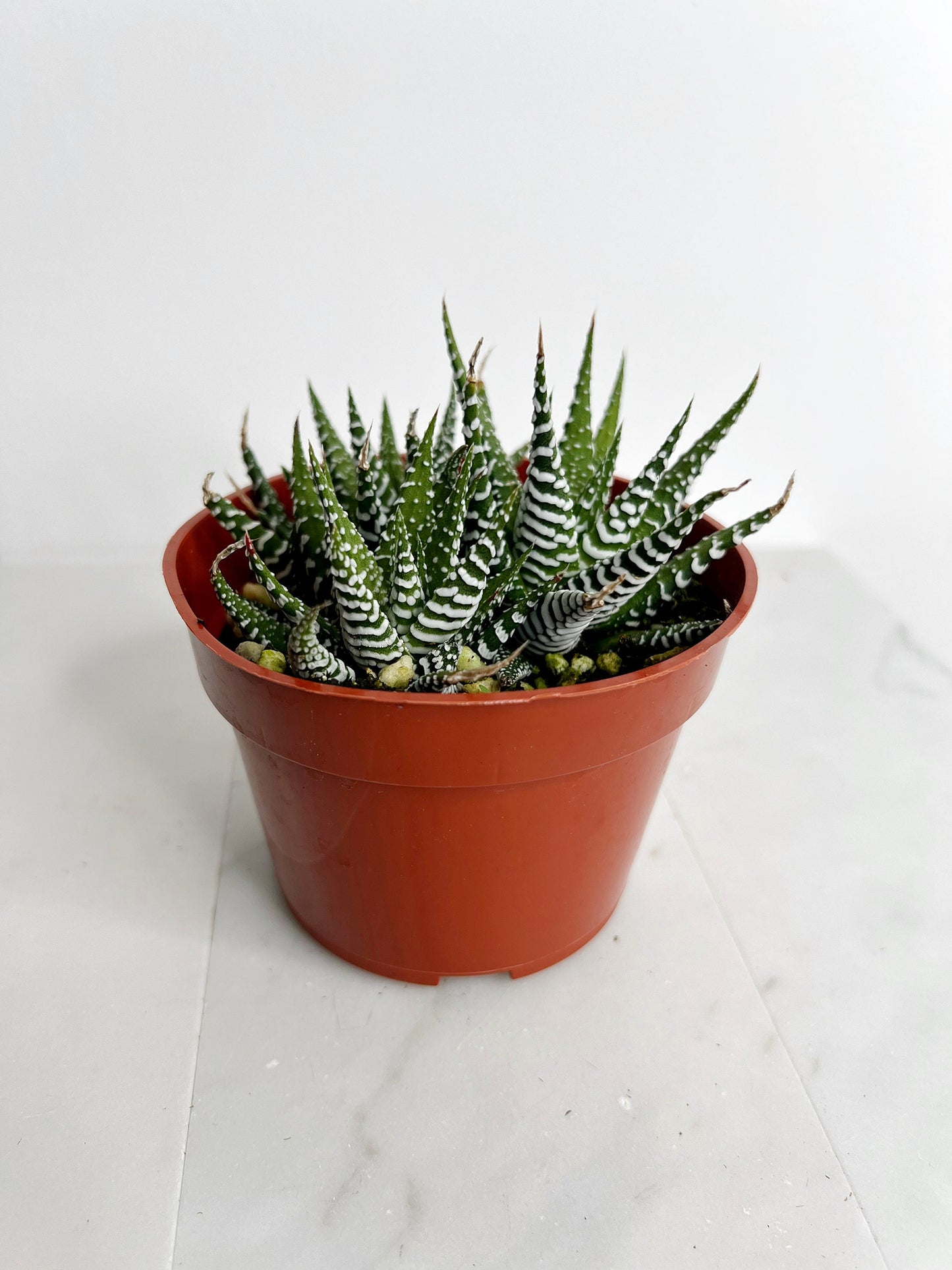 Zebra Haworthia "Zebra Plant" Succulent Plant Potted Plant for Indoor Home Office Decor House Wedding Baby Shower Party Favors Gifts for Her