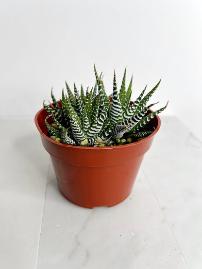 Zebra Haworthia "Zebra Plant" Succulent Plant Potted Plant for Indoor Home Office Decor House Wedding Baby Shower Party Favors Gifts for Her