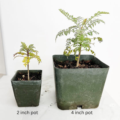 Jacaranda Mimosifolia - Purple Flower Tree Starter for Mother's Day Gift