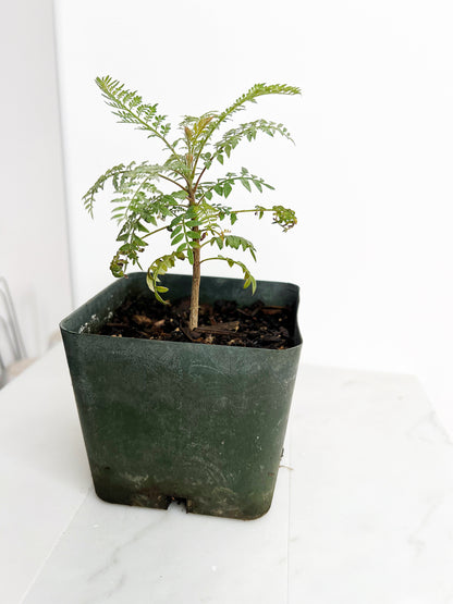 Blue Purple Flower Jacaranda Tree Jacaranda Mimosifolia Live Tree Bonsai Starter Tree Brazilian Purple Flower Tree Plant Dedication Tree