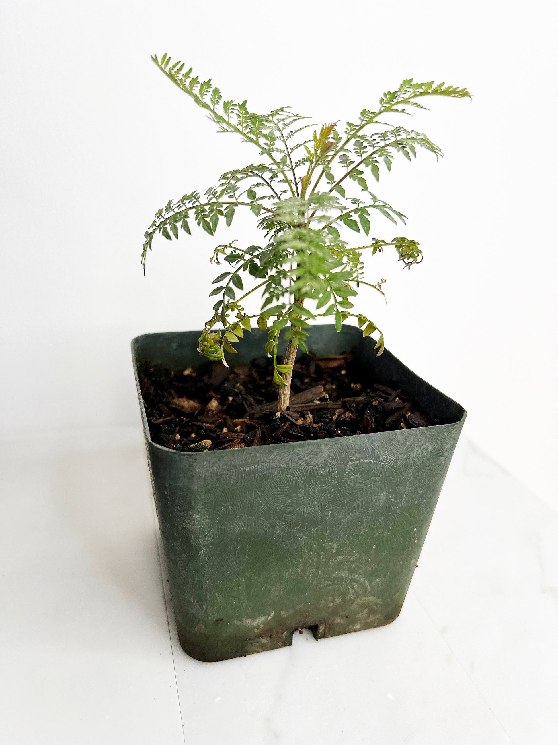 Blue Purple Flower Jacaranda Tree Jacaranda Mimosifolia Live Tree Bonsai Starter Tree Brazilian Purple Flower Tree Plant Dedication Tree