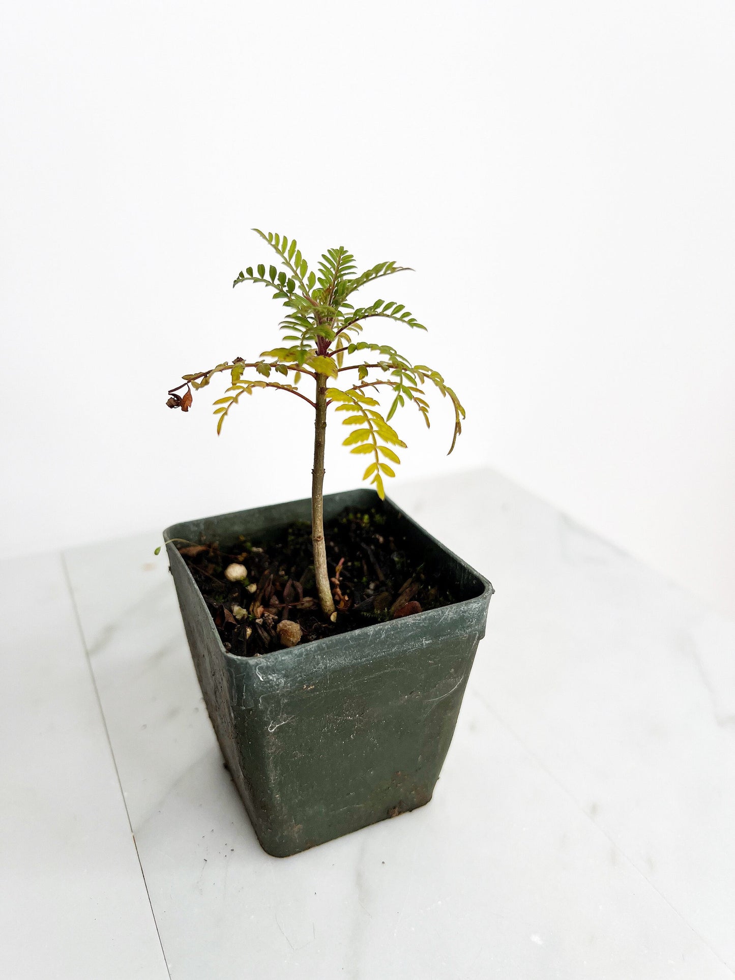 Blue Purple Flower Jacaranda Tree Jacaranda Mimosifolia Live Tree Bonsai Starter Tree Brazilian Purple Flower Tree Plant Dedication Tree