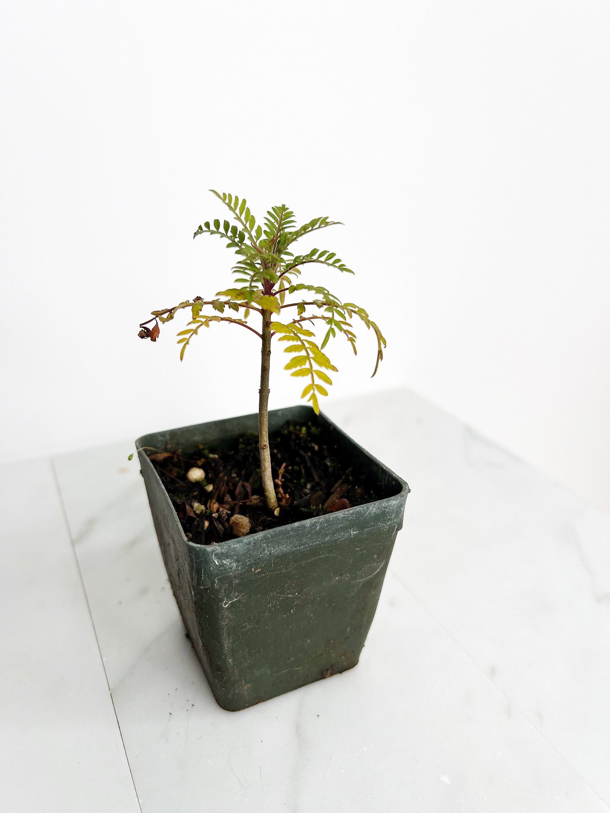 Blue Purple Flower Jacaranda Tree Jacaranda Mimosifolia Live Tree Bonsai Starter Tree Brazilian Purple Flower Tree Plant Dedication Tree