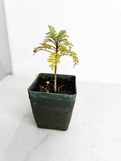 Blue Purple Flower Jacaranda Tree Jacaranda Mimosifolia Live Tree Bonsai Starter Tree Brazilian Purple Flower Tree Plant Dedication Tree