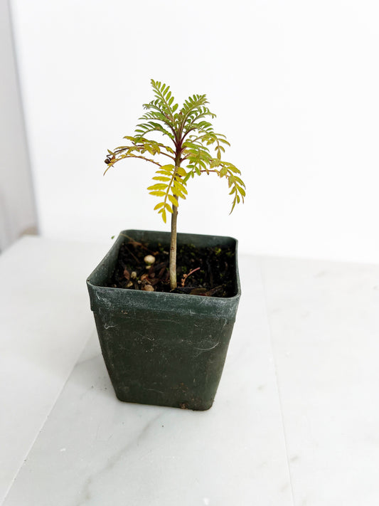 Blue Purple Flower Jacaranda Tree Jacaranda Mimosifolia Live Tree Bonsai Starter Tree Brazilian Purple Flower Tree Plant Dedication Tree