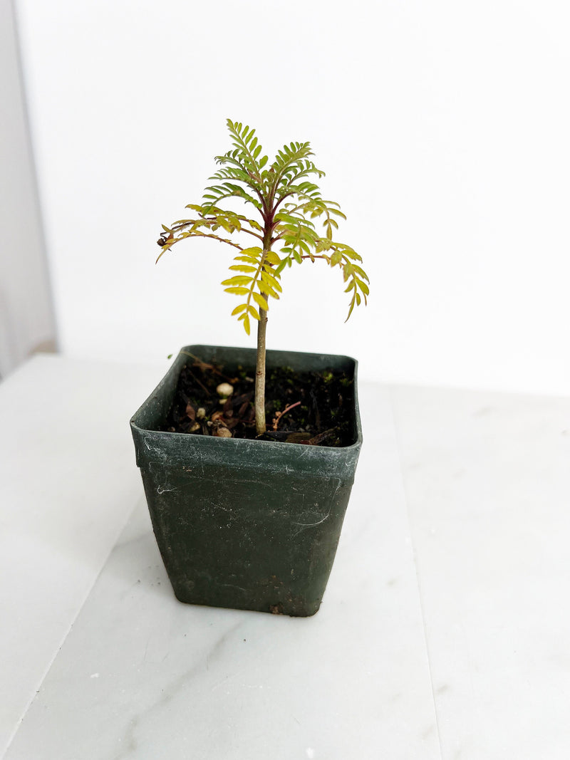 Blue Purple Flower Jacaranda Tree Jacaranda Mimosifolia Live Tree Bonsai Starter Tree Brazilian Purple Flower Tree Plant Dedication Tree