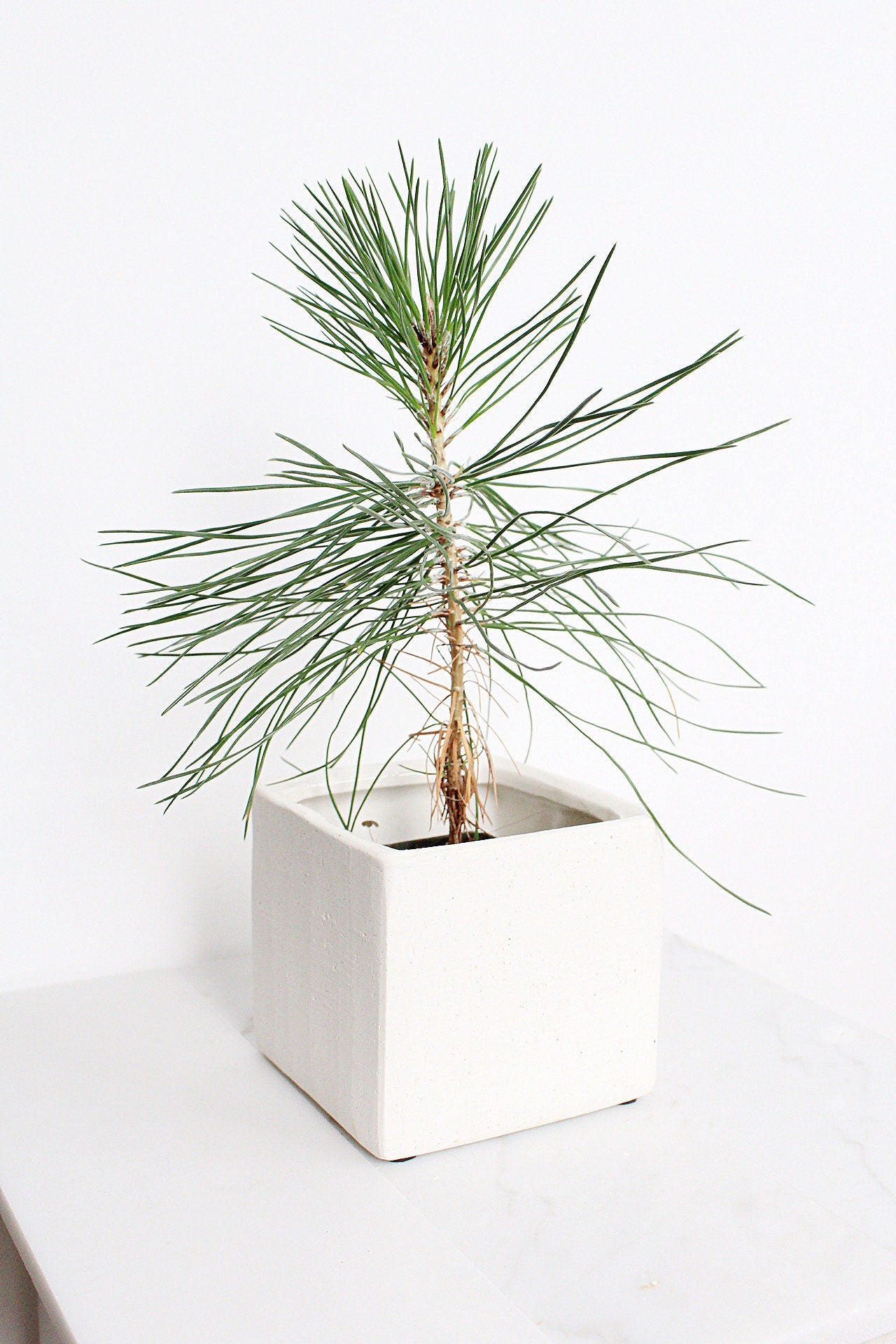 Japanese Black Pine Bonsai – Live Tree Starter Gift for Plant Lovers