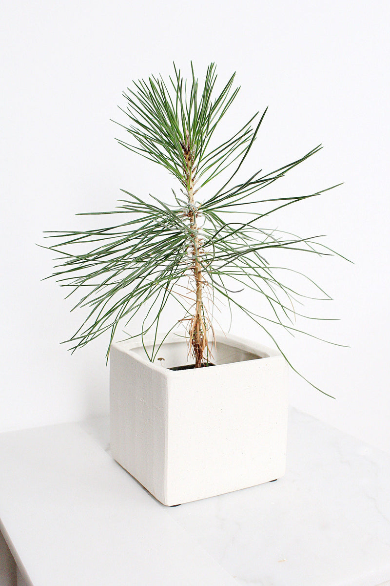 Japanese Black Pine Bonsai – Live Tree Starter Gift for Plant Lovers