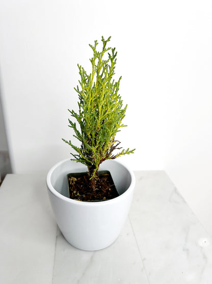 Italian Cypress Tree Starter Plant - 2 inch Pot Outdoor Bonsai Gift