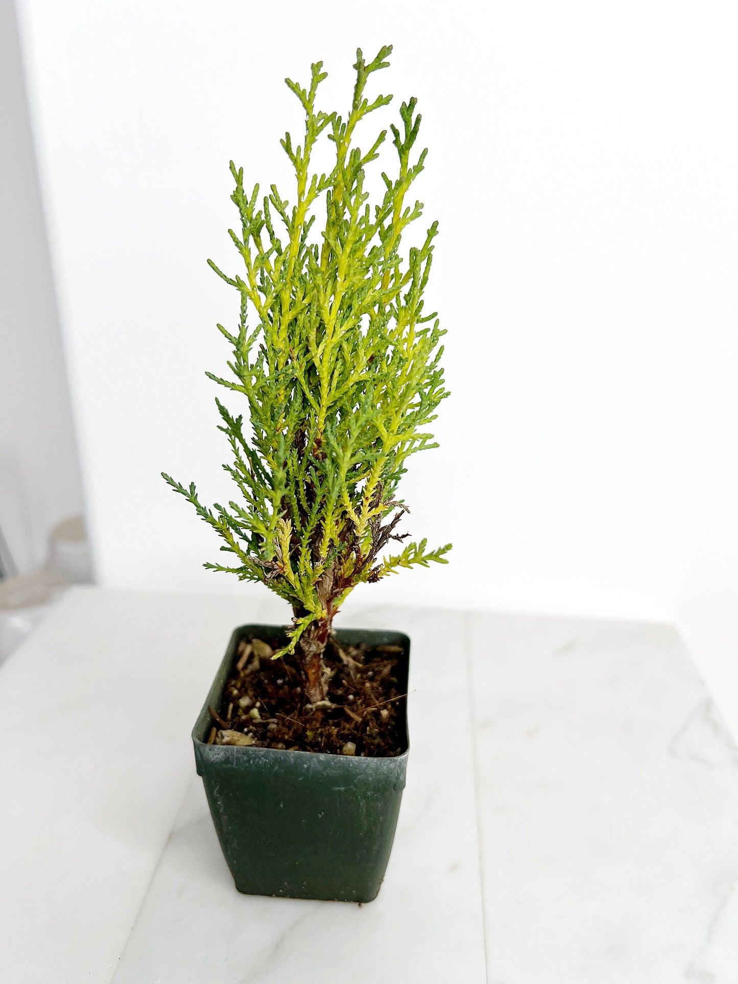 Italian Cypress Tree Starter Plant - 2 inch Pot Outdoor Bonsai Gift