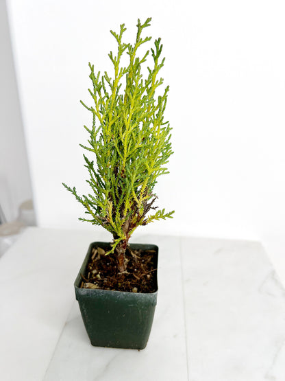 Italian Cypress Tree Starter Plant - 2 inch Pot Outdoor Bonsai Gift