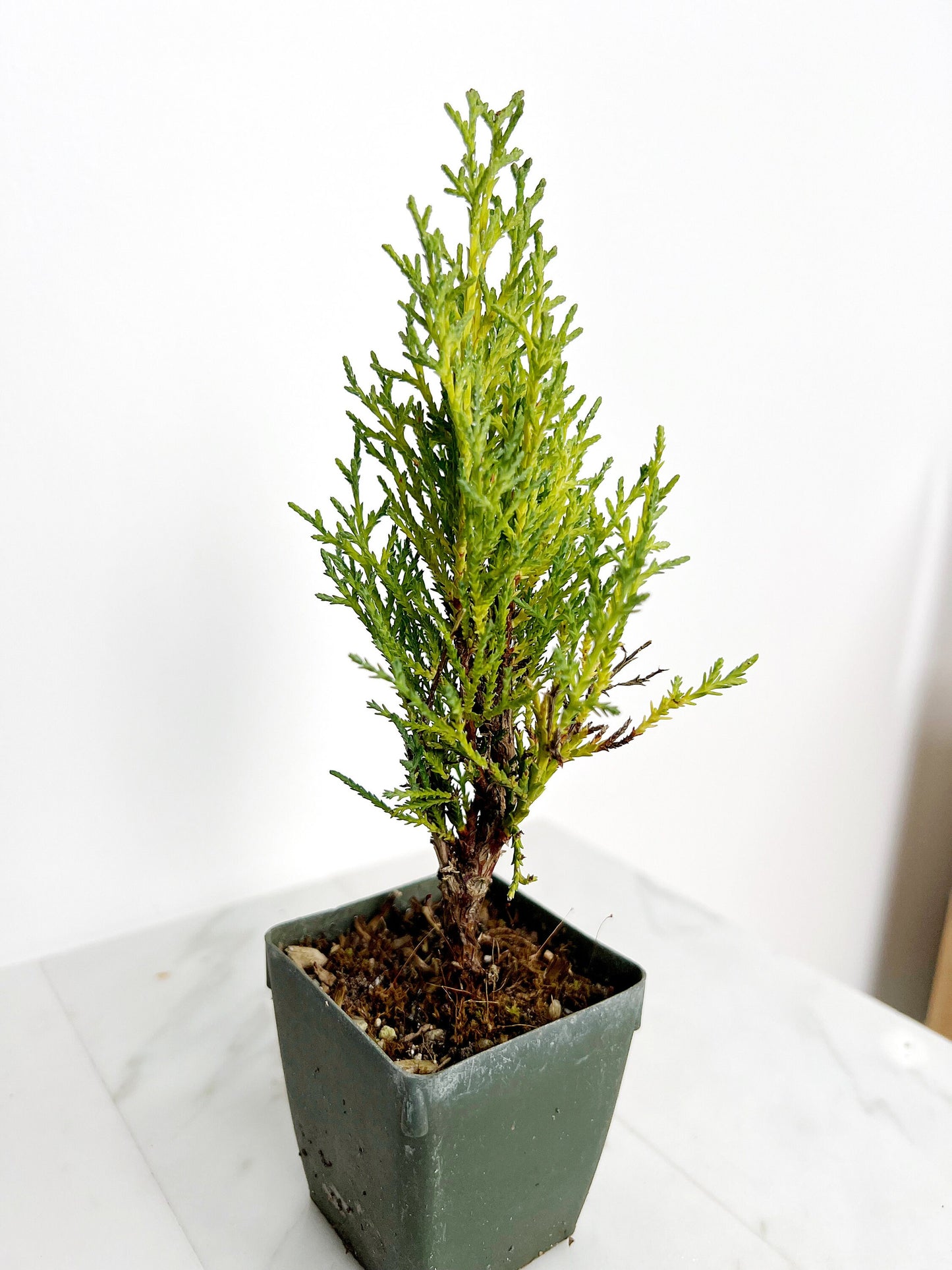 Italian Cypress Tree Starter Plant - 2 inch Pot Outdoor Bonsai Gift